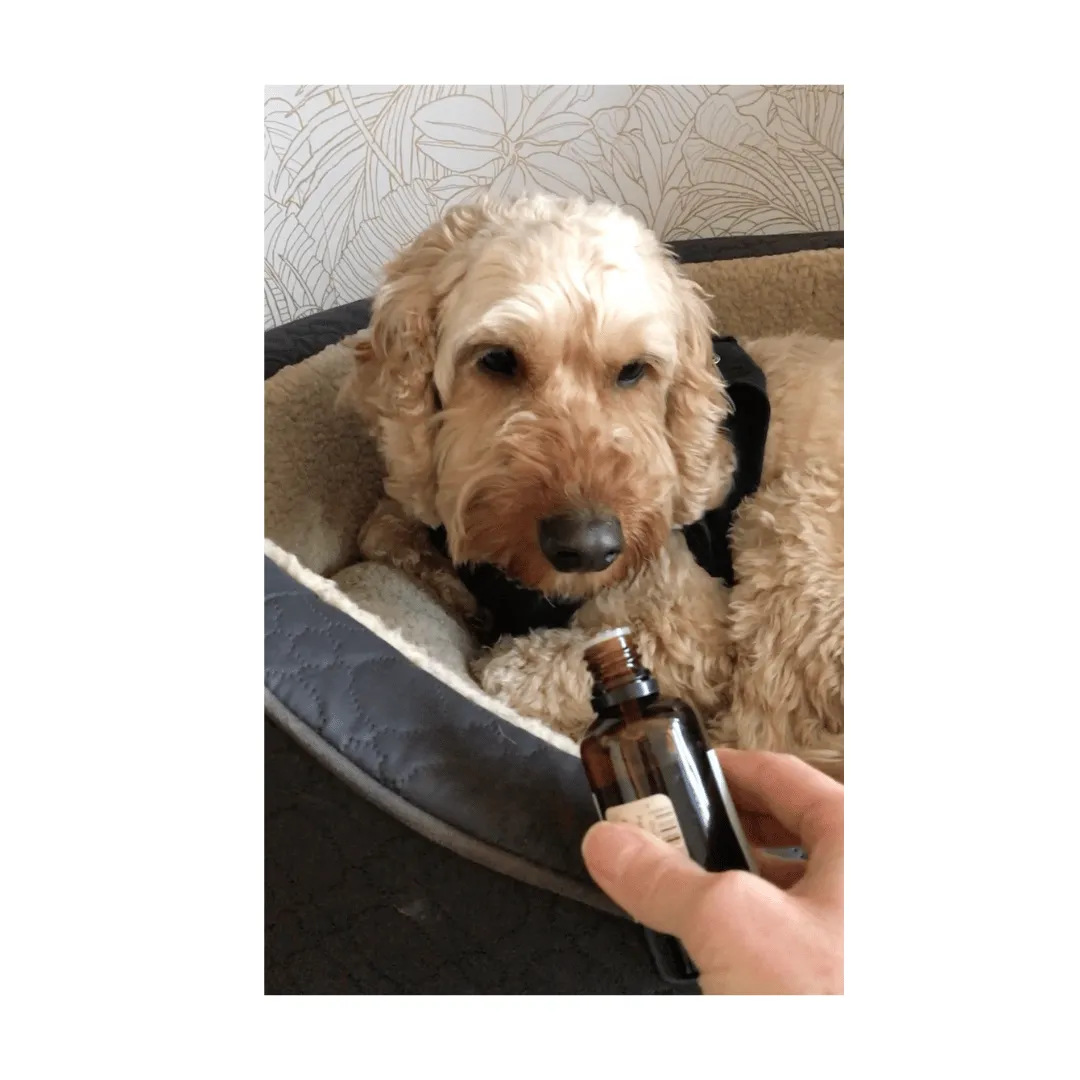 Using essential oils to support health of dogs